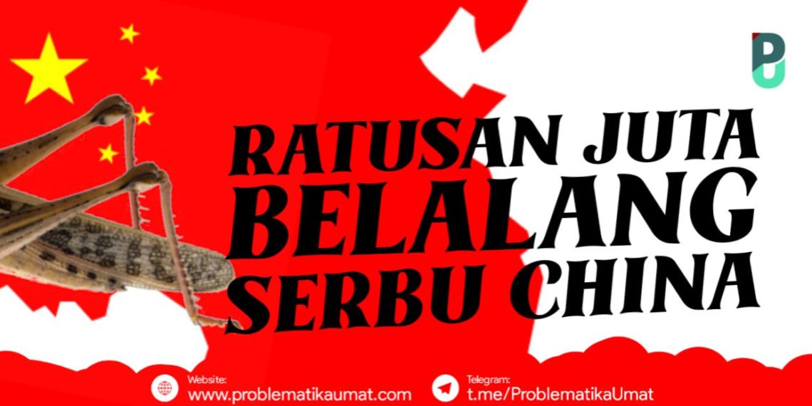 Ratusan Juta Belalang Serbu China