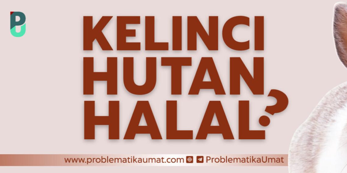 Kelinci Hutan Halal?