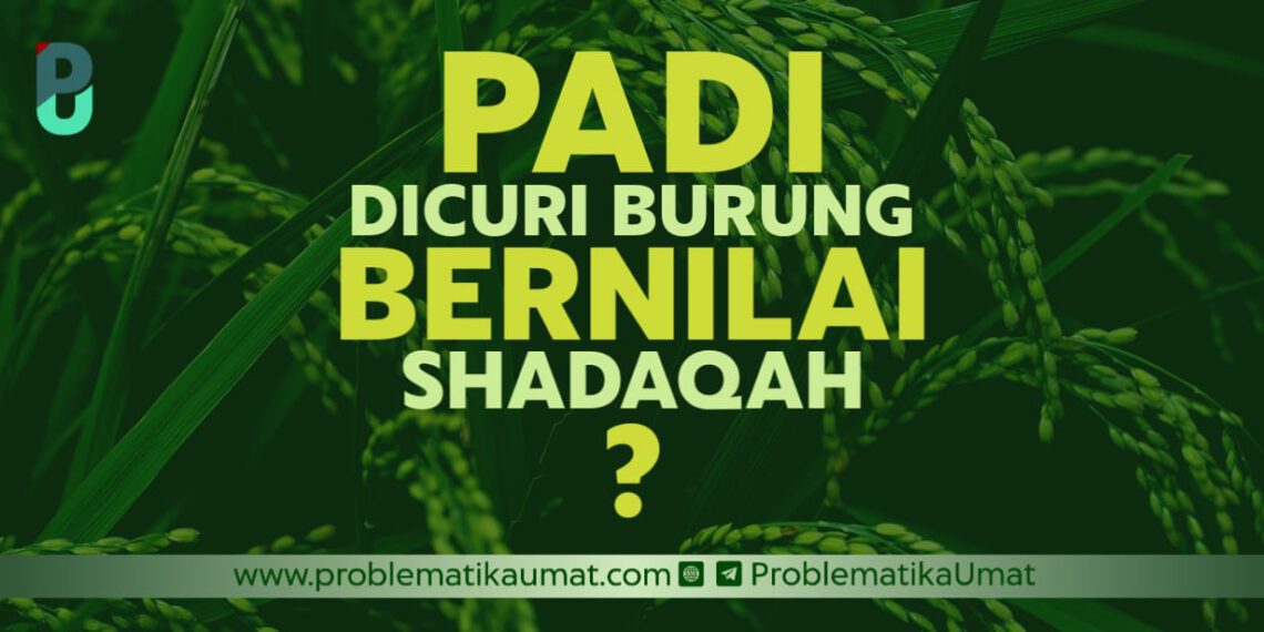 Padi Dicuri Burung Dinilai Shodaqoh?